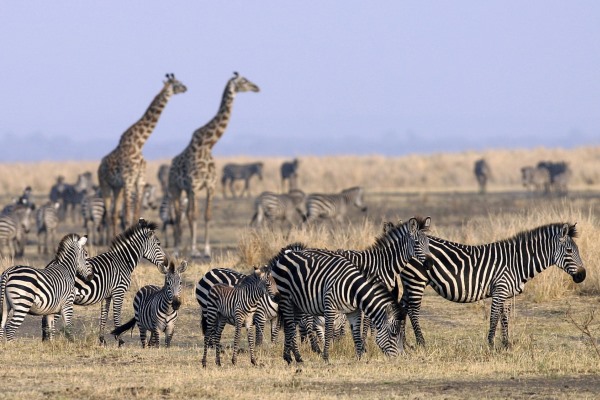 Chada-Katavi-Zebra-Giraffe-Tanzania-600-400