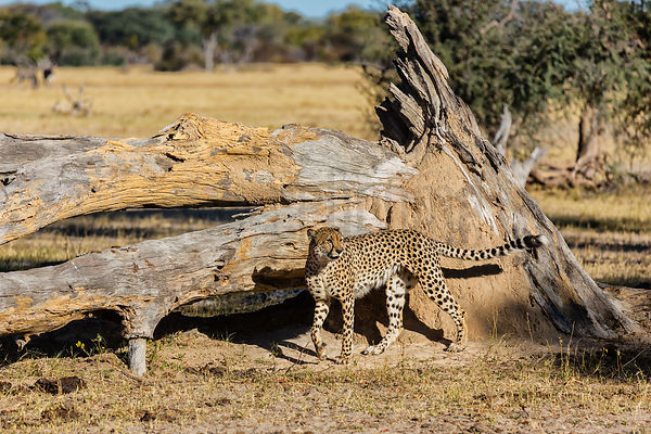 Male Cheetah Marking Territory
