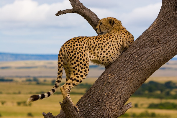 Kenya_Cheetah_2712