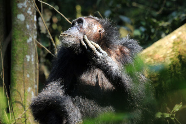 kibale-national-park-chimp
