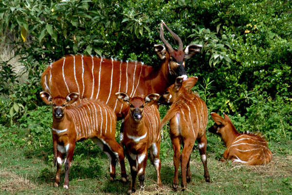 mount-kenya-safari-bongo_calves_with_nanny