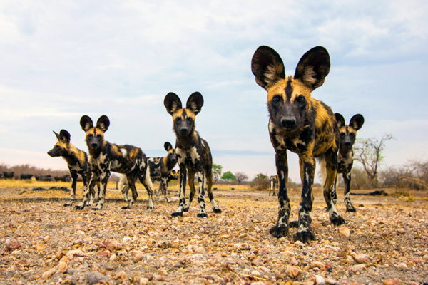 selous-national-park-wild-dogs-
