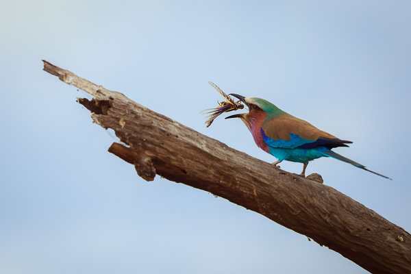 Lilac Breasted Roller with dragonfly in Serengeti National Park, Tanzania