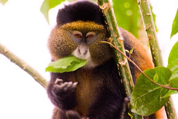 wildlifegolden-monkey