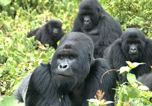 Gorilla-Safaris-in-Uganda