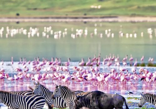 Zebras-and-wildebeests-walking-beside-the-lake-in-the-Ngorongoro-Crater-Tanzania-500x500